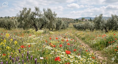 Alergias en primavera: temporada de polen, plantas y ciudades más afectadas